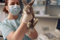 Professional veterinarian with mask and gloves holds funny grey rabbit in hospital Royalty Free Stock Photo