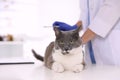 Professional veterinarian vaccinating cute cat in clinic Royalty Free Stock Photo