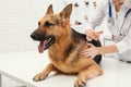 Professional veterinarian vaccinating German Shepherd dog