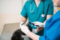 Professional veterinarians examining dogs ears