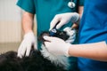 Professional veterinarians examining dogs ears