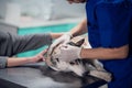 A professional veterinary checking the dogs ears in his office