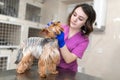 Professional veterinary doctor vaccinates a small dog breed Yorkshire Terrier. A young woman veterinarian Caucasian