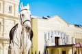 Professional white racehorse looking gentle and honorable