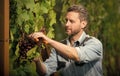 professional winegrower on grape farm. man harvester on summer harvest. wine maker Royalty Free Stock Photo