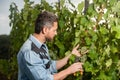 professional winegrower on grape farm. mature man harvester on summer harvest. Royalty Free Stock Photo