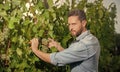 professional winegrower on grape farm. serious man harvester on summer harvest. Royalty Free Stock Photo