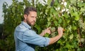 professional winegrower on grape farm. serious man harvester on summer harvest. Royalty Free Stock Photo