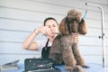 Professional woman animal groomer cutting hairs on cute brown poodle dog in pet care salon or in clients home Royalty Free Stock Photo