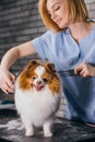 Professional groomer handle with cute spitz pet in a specialized salon Royalty Free Stock Photo