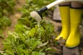 A professional woman gardener with a watering can is irrigating her lawn and flowers.