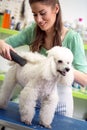 Professional woman haircut white poodle. Dog gets hair cut at Pet Spa Grooming Salon. Closeup of Dog. groomer concept.the dog has Royalty Free Stock Photo