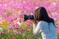 Professional woman photographer taking camera outdoor portraits with prime lens in the photography flower cosmos meadow nature.