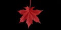 ProfessionalGrade 10Bit ProRes Footage of a Red Maple Leaf with Alpha Channel for Advanced VFX and Compositing Royalty Free Stock Photo