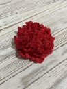 Professor Sargent red camellia on wooden surface