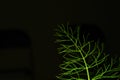 Proffesional Studio Macro close up photograph of Dill plant Royalty Free Stock Photo