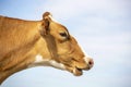 Profil of brown cow saying moo with stretched neck and her mouth open, blue background and copy space Royalty Free Stock Photo