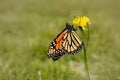 Profil close-up of a monarch butterfly