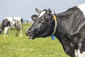 Profil portrait of a horned cow head, mooing and foaming, in a green pasture. Black and white cow does moo and is drooling