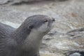 Profile of an Adorable Wet River Otter