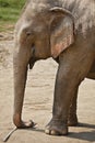 Profile adult elephant. Royalty Free Stock Photo