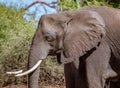 Profile of adult male elephant Royalty Free Stock Photo
