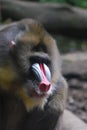 Profile of an Adult Mandrill Monkey
