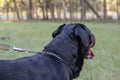 Profile of an adult rottweiler on a leash Royalty Free Stock Photo