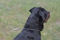 Profile of an adult rottweiler on a leash Royalty Free Stock Photo