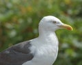 Profile of Adult Seagull