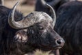 Profile african buffalo cow (Syncerus caffer) portrait, Africa Royalty Free Stock Photo
