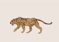 Profile of African Cheetah. Big cat hunting isolated on light background. Acinonyx jubatus, walking wild cat. Savanna jaguar