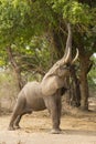 Profile of an African Elephant (Loxodonta africana) feeding Royalty Free Stock Photo