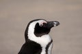 Profile of African penguin on the sand at Boulders Beach in Cape Town, South Africa. Royalty Free Stock Photo