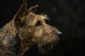 The Noble Gaze: Portrait of an Airedale Terrier