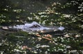 Profile of an Alligator Peaking Out of the Bayou