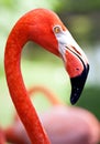 Profile of American flamingo with its long neck Royalty Free Stock Photo