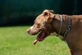 Profile of American staffordshire terrier, amstaff against grass in backyard Royalty Free Stock Photo