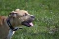 Profile of an American Staffordshire Terrier Royalty Free Stock Photo