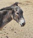 Profile of an Angry Dark Gray Donkey