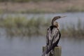 Profile of Anhinga water turkey snakebird on post with marsh in background