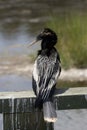 Profile of anhinga water turkey snakebird sitting on wood rail with marsh grass and water in background