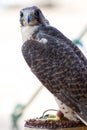 Profile for an arabian falcon Royalty Free Stock Photo