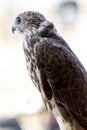 Profile for an arabian falcon Royalty Free Stock Photo