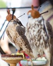 Profile for an arabian falcons Royalty Free Stock Photo