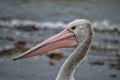 Profile of Australian Pelican Royalty Free Stock Photo