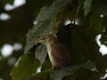 Profile of baby bird looking through the leaves