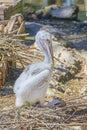 Profile Of A Baby Brown Pelican