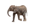 Profile Baby Elephant Calf Walking Isolated