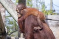 Baby Orangutan Holding Its Mother Royalty Free Stock Photo
